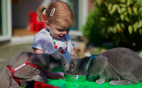 Russian Blue Boris & Beer At A Dinner-party With Kiara