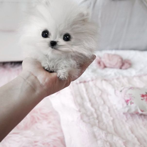 Pomeranian Puppy