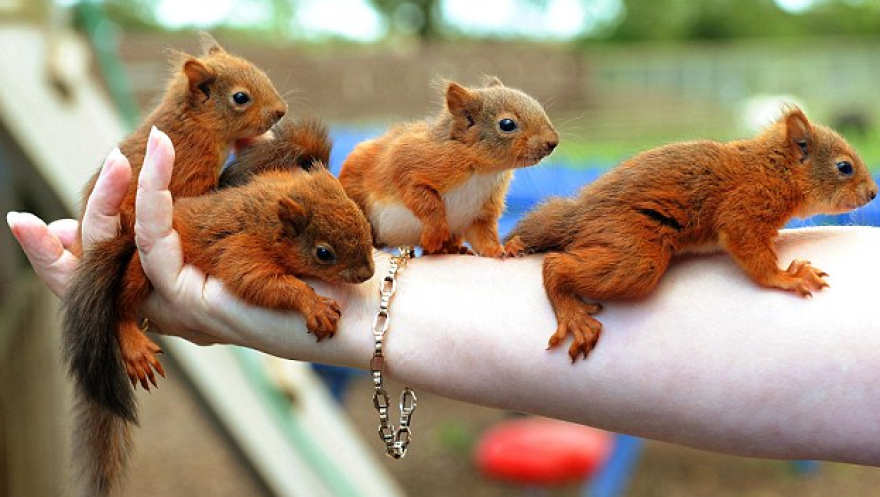 Top 5 Cutest Animals