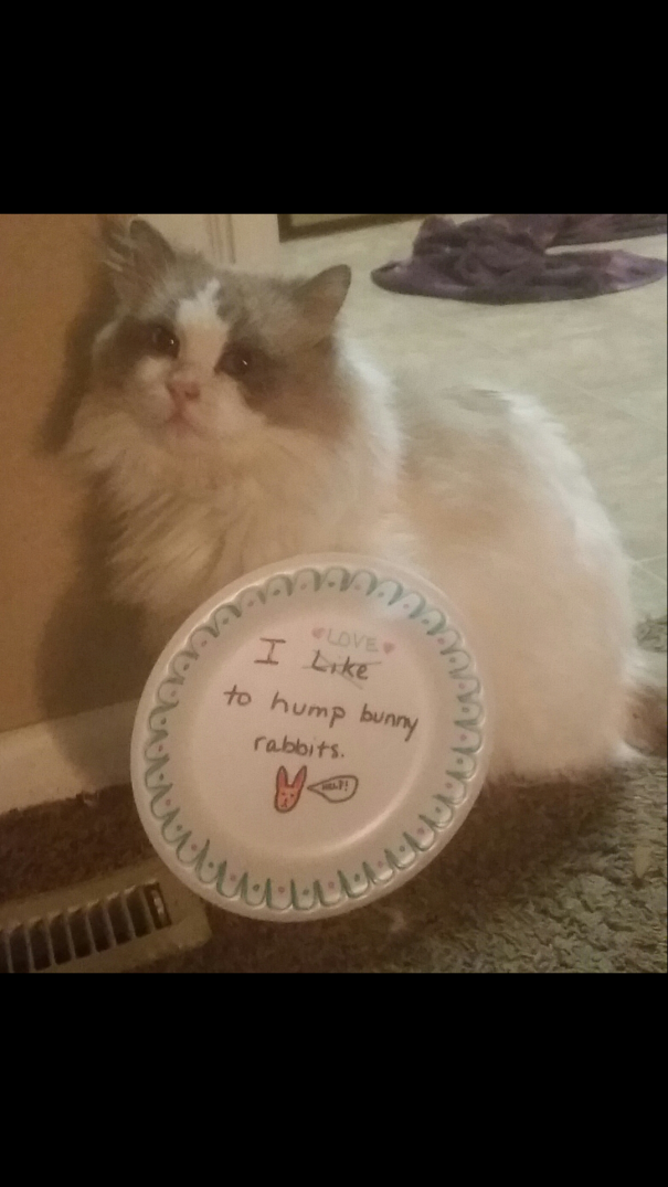 Cat Shaming