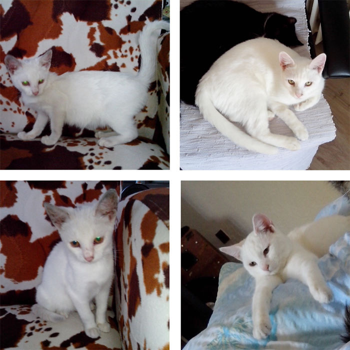 Shica, After 6 Months