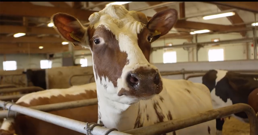 A Fairytale From Norway - The Spring Release Of Cows