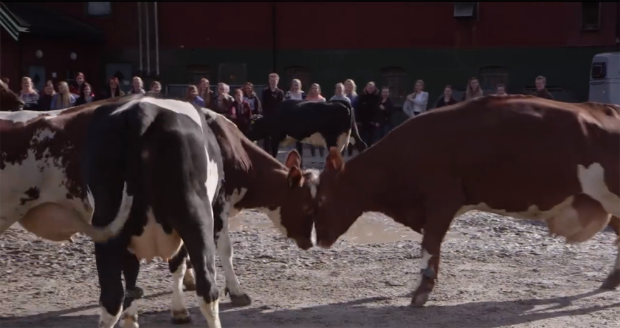 A Fairytale From Norway - The Spring Release Of Cows