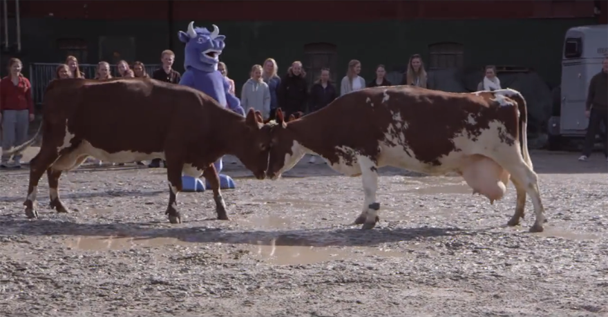 A Fairytale From Norway - The Spring Release Of Cows A Fairytale From Norway - The Spring Release Of Cows