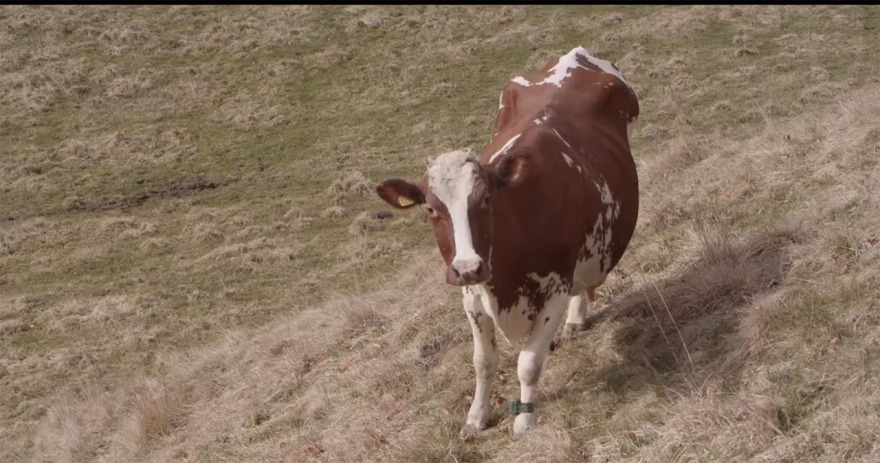 A Fairytale From Norway - The Spring Release Of Cows A Fairytale From Norway - The Spring Release Of Cows