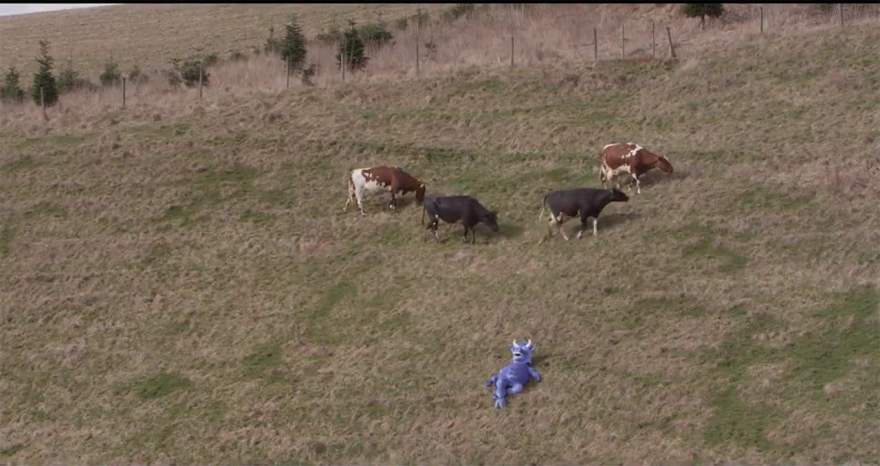 A Fairytale From Norway - The Spring Release Of Cows A Fairytale From Norway - The Spring Release Of Cows