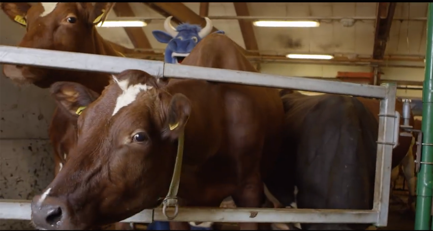 A Fairytale From Norway - The Spring Release Of Cows