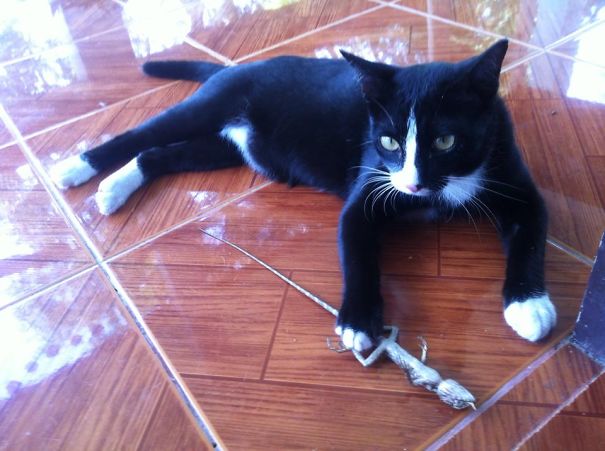 Take This As A Warning Human...