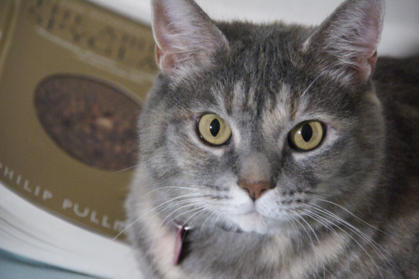 You No Can Haz My Book. It Matches My Eyez.