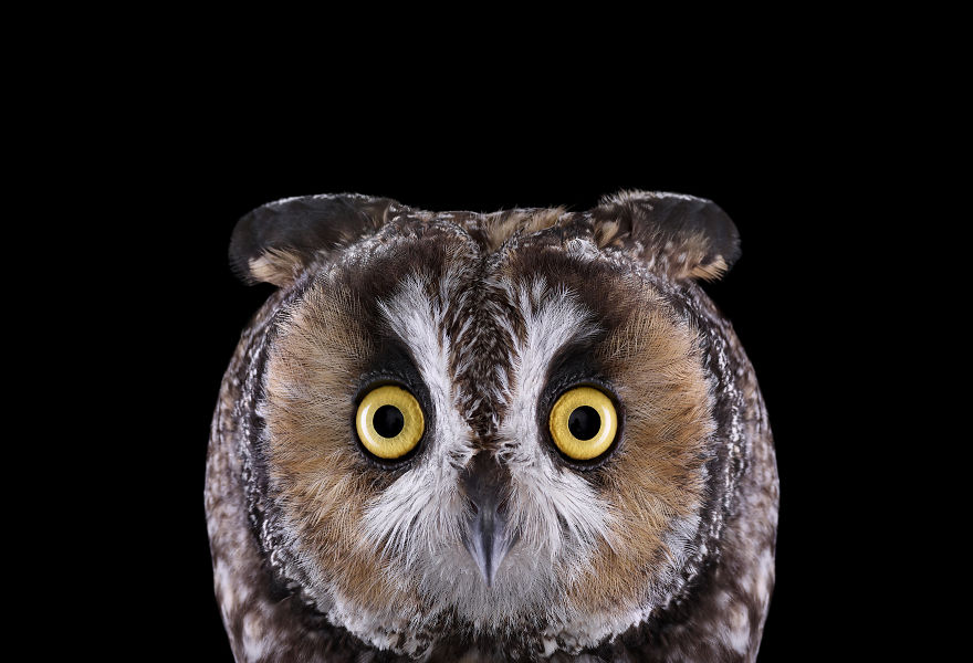 Keepers Of Wisdom: I Explore The Mystical Beauty Of Owls