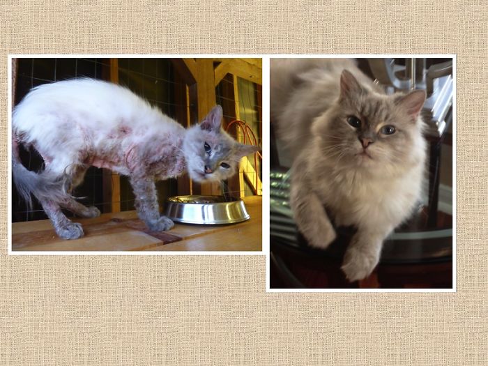 Tango On The Euthanasia List At The Local Shelter Because Of His Skin Issues.