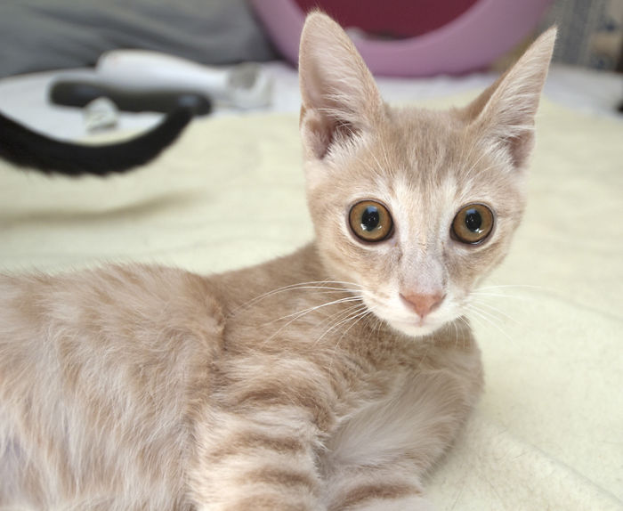 Tater Tot, Starved, Sick & Flea Covered Before. Happy & Healthy After Rescue