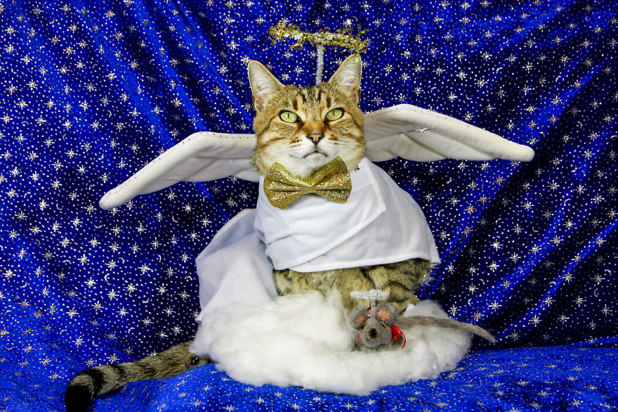 The Best Dressed Cat On The Internet The Best Dressed Cat On The Internet