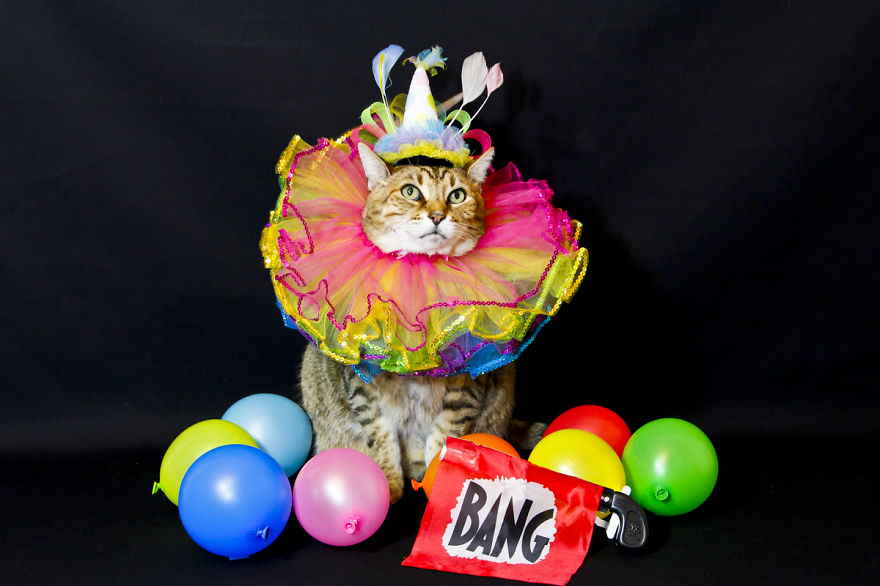 The Best Dressed Cat On The Internet The Best Dressed Cat On The Internet