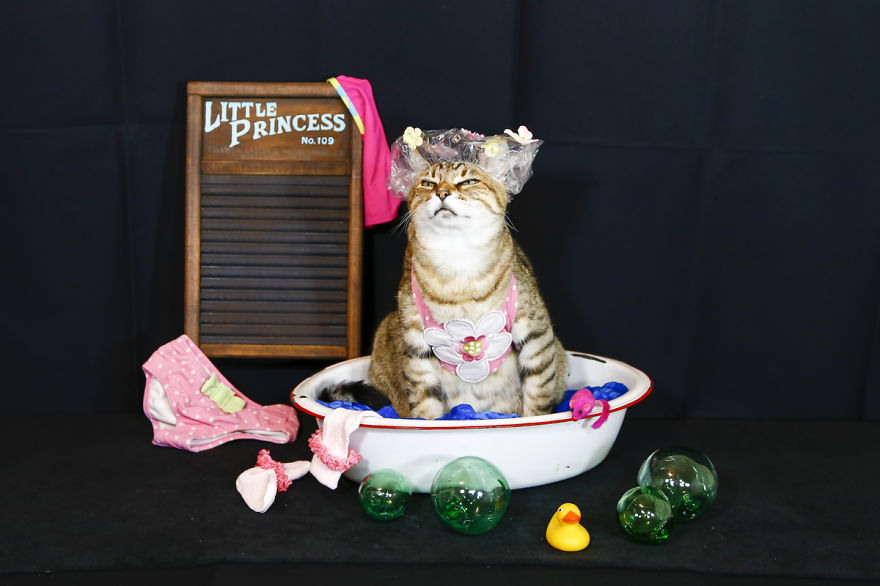 The Best Dressed Cat On The Internet The Best Dressed Cat On The Internet