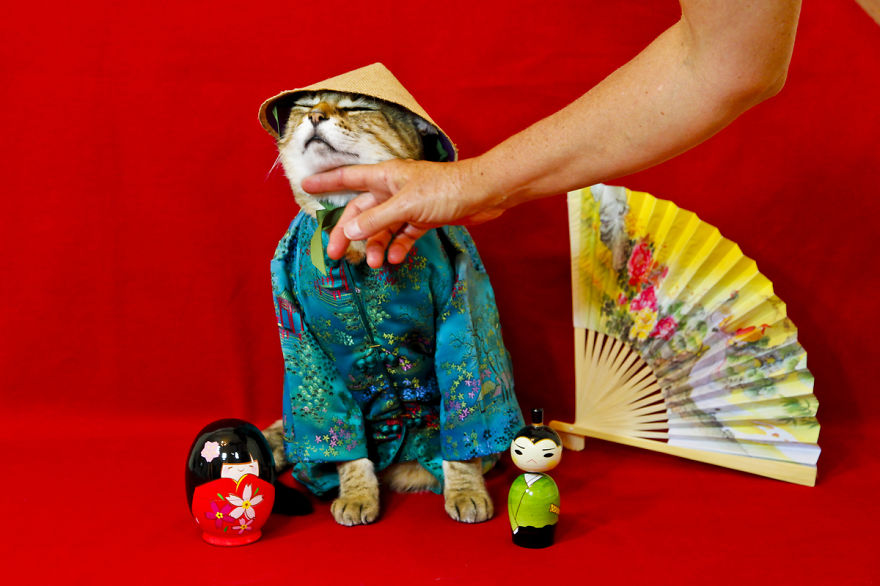 The Best Dressed Cat On The Internet The Best Dressed Cat On The Internet