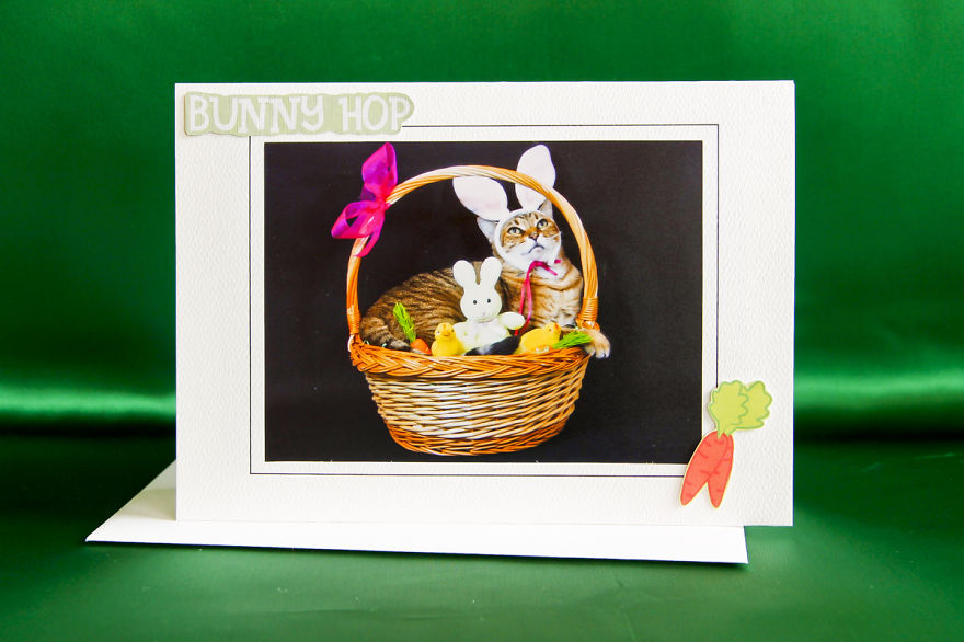 The Best Dressed Cat On The Internet The Best Dressed Cat On The Internet