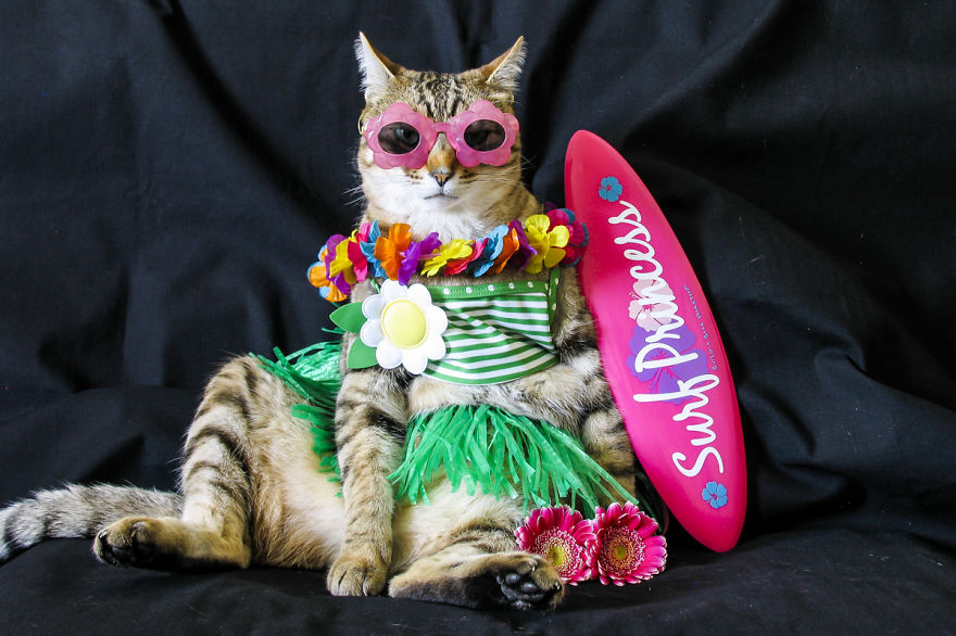 The Best Dressed Cat On The Internet The Best Dressed Cat On The Internet