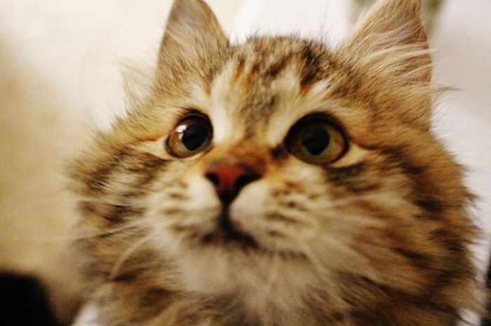 We Found Her Covered In Dirt And Oil. Today She's The Happiest Cat Ever