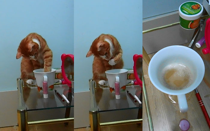 Cat Drinking Coffee