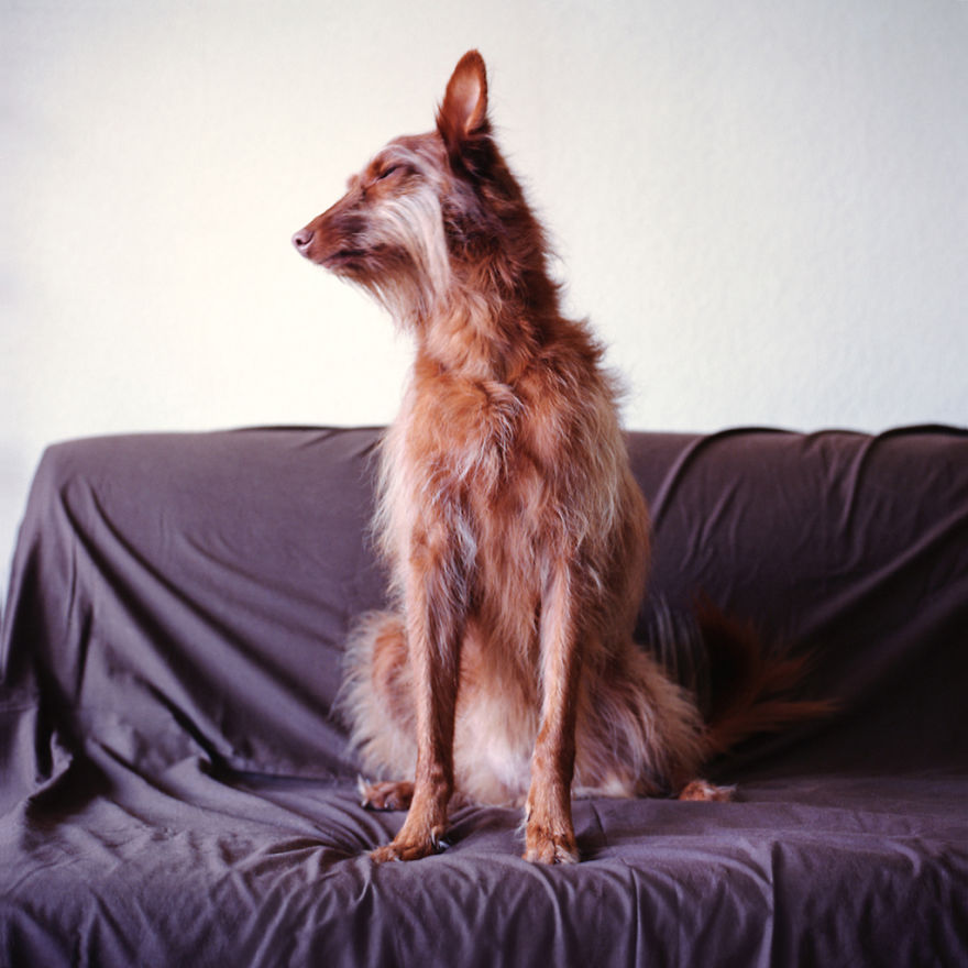 I Photograph Greyhounds Rescued From Horrible Masters Who Tortured Them For Poor Hunting Performance I Photograph Greyhounds Rescued From Horrible Masters Who Tortured Them For Poor Hunting Performance