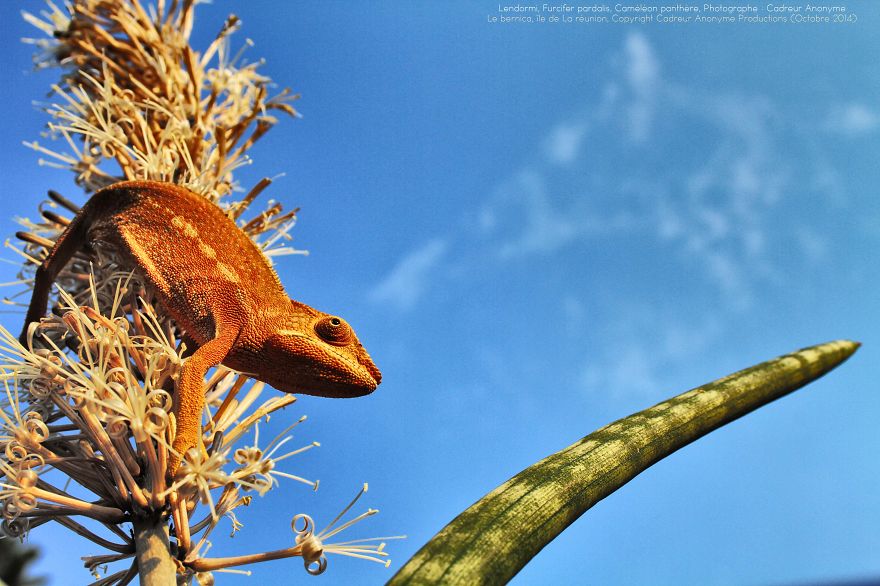 'vegetal Dress Code' Flower & Furcifer Fashion Week By Gaya