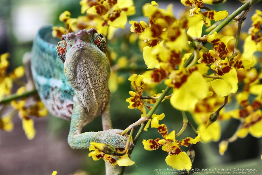 'vegetal Dress Code' Flower & Furcifer Fashion Week By Gaya