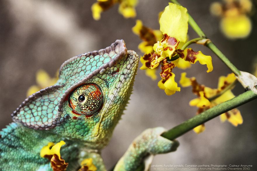 'vegetal Dress Code' Flower & Furcifer Fashion Week By Gaya 'vegetal Dress Code' Flower & Furcifer Fashion Week By Gaya