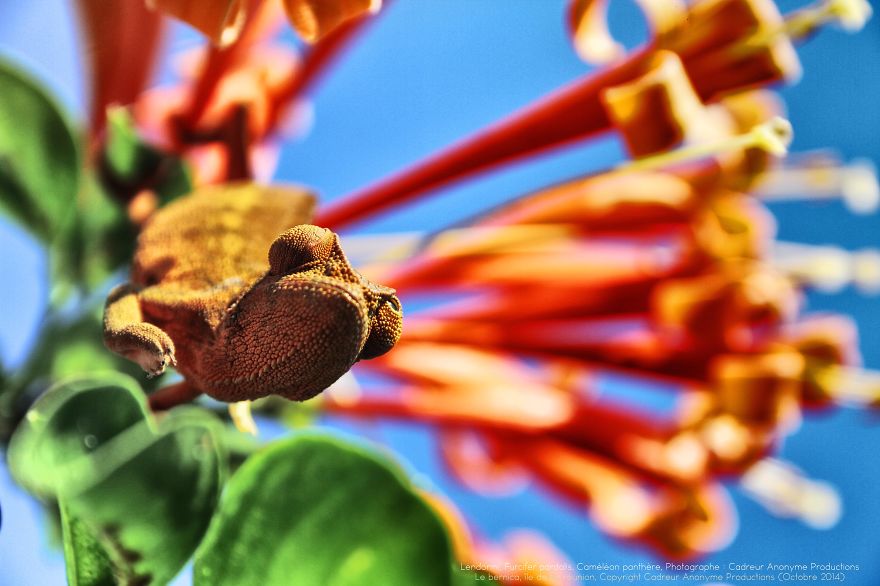 'vegetal Dress Code' Flower & Furcifer Fashion Week By Gaya 'vegetal Dress Code' Flower & Furcifer Fashion Week By Gaya