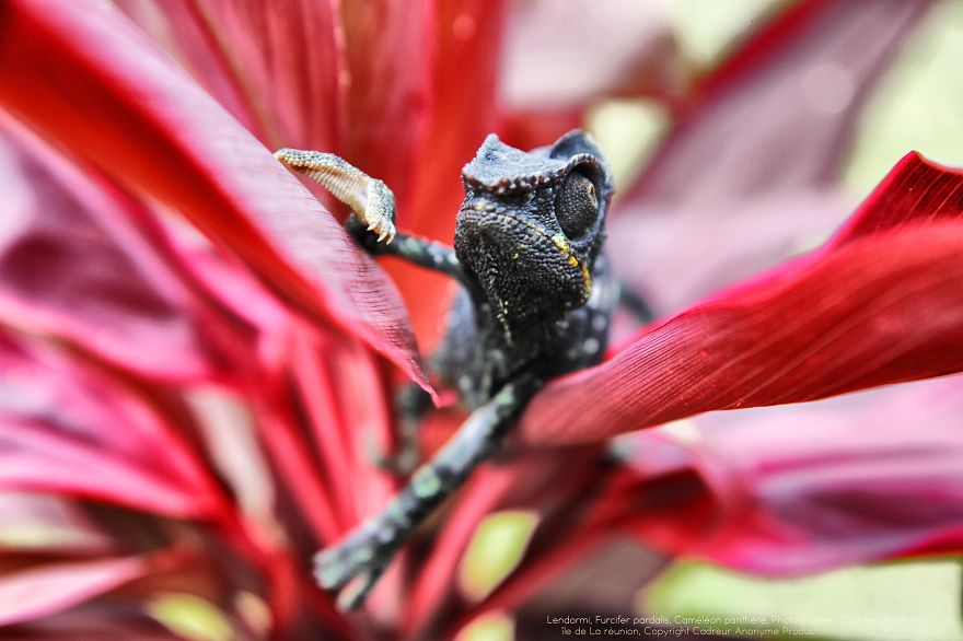 'vegetal Dress Code' Flower & Furcifer Fashion Week By Gaya 'vegetal Dress Code' Flower & Furcifer Fashion Week By Gaya