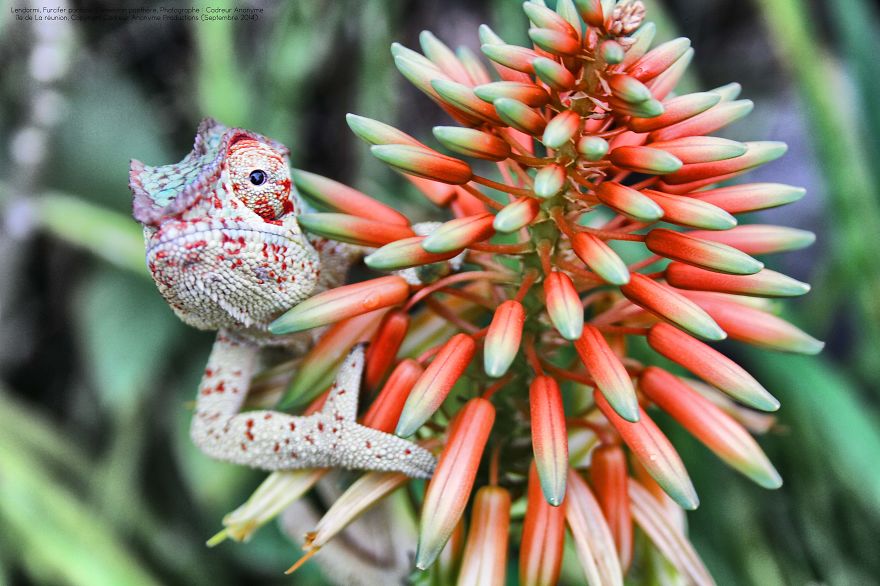 'vegetal Dress Code' Flower & Furcifer Fashion Week By Gaya 'vegetal Dress Code' Flower & Furcifer Fashion Week By Gaya