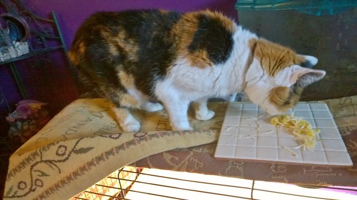 My Cat Steals The Tortoises Sweetcorn And Cheese