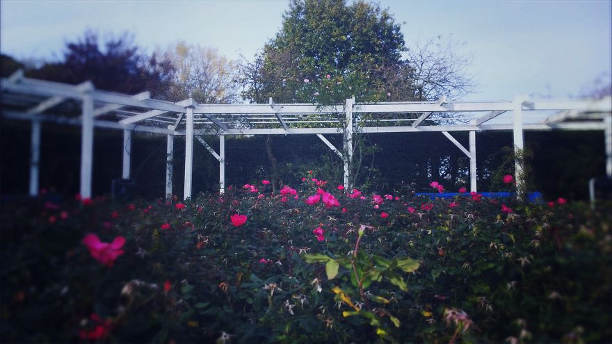 My Travel Photos Of The Netherlands