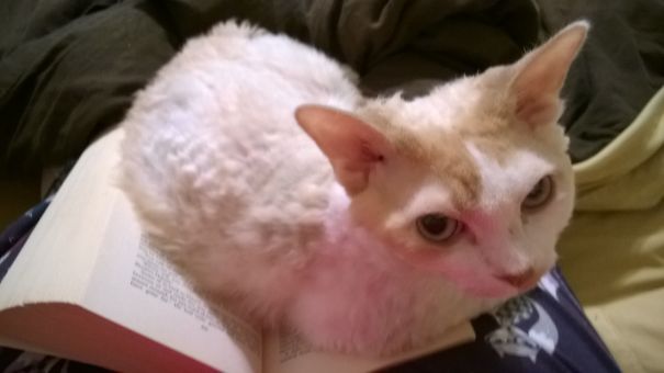 Now Samwise Iz Main Character. And Iz Also Bookmark.