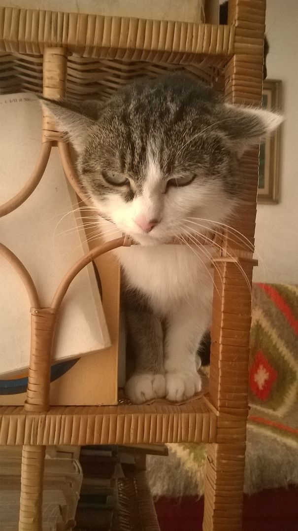 The Voices Are Telling Me To Kill You