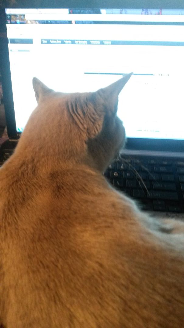 Human, I Don't Think You Realize That Reading Your E-mail Is Not An Option.