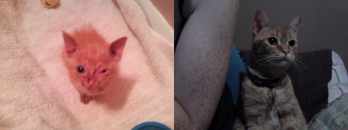 Yo Was Found On The Side Of The Road At Just A Few Weeks Old. Years Later He's A Handsome Guy!