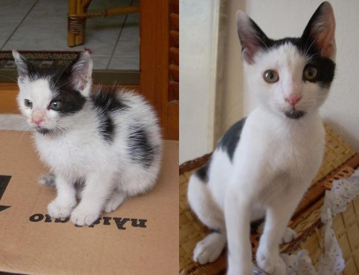 Peanut, Before And After (3 Months).