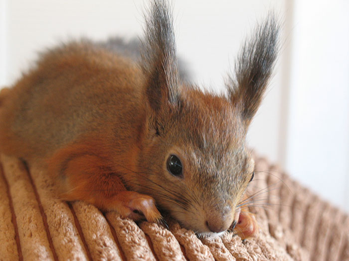 adopted-wild-red-squirrel-baby-arttu-finland-12