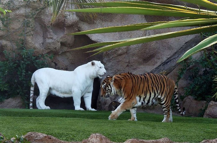 Albino Tiger