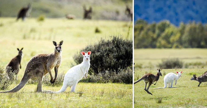 Albino Kangaroo