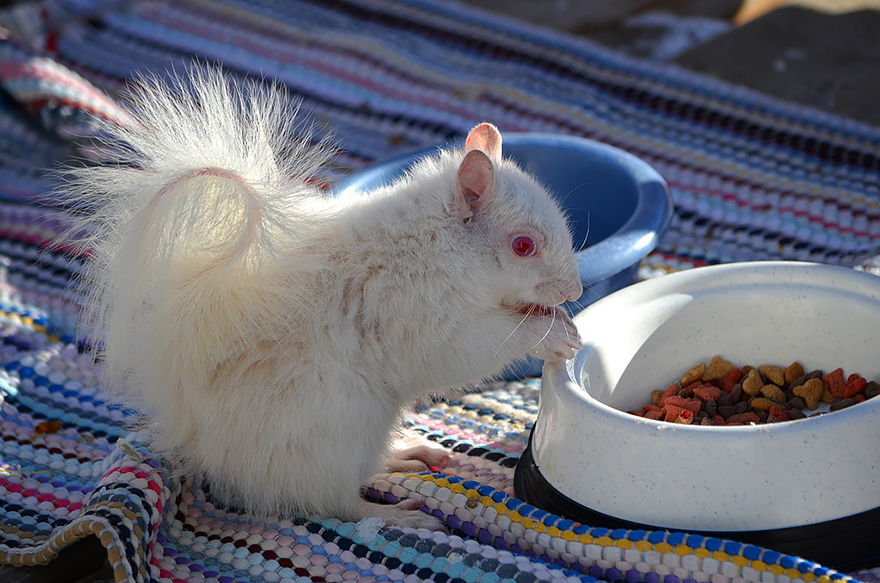 Albino Squirrel