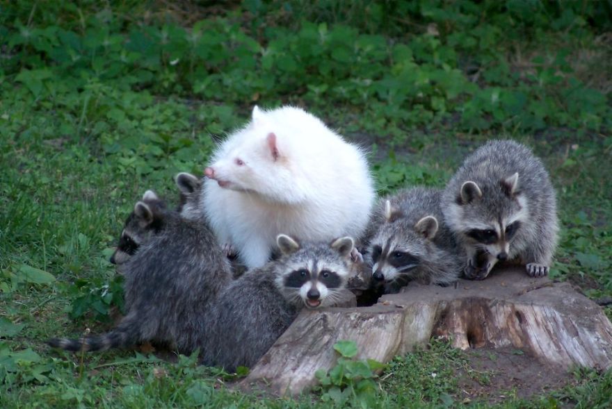 Albino Raccoon
