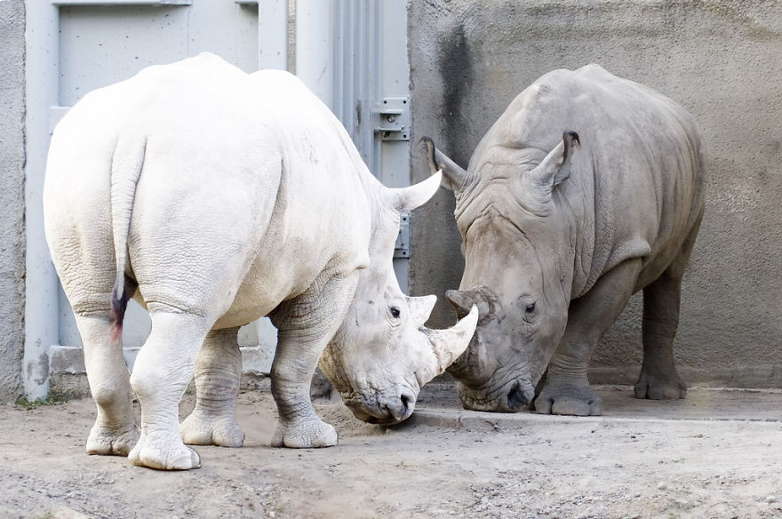 Albino Rhino