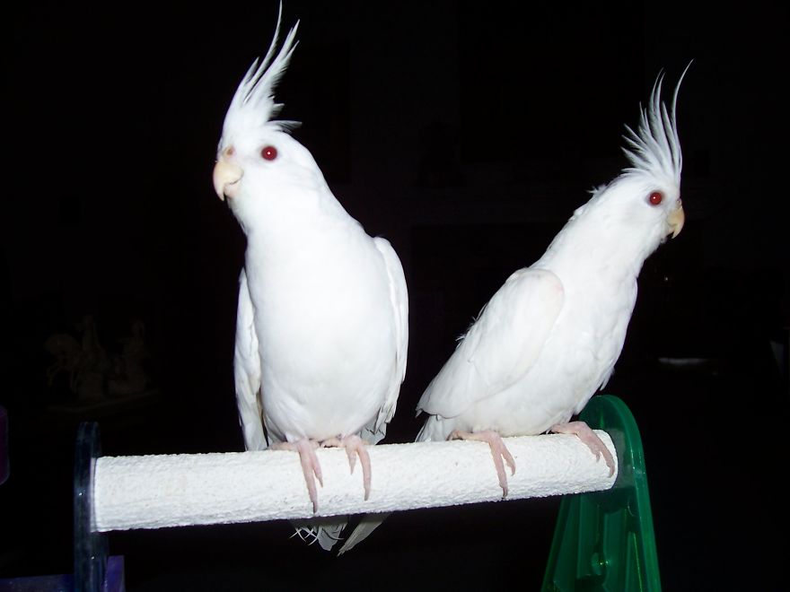 Albino Cockatiels