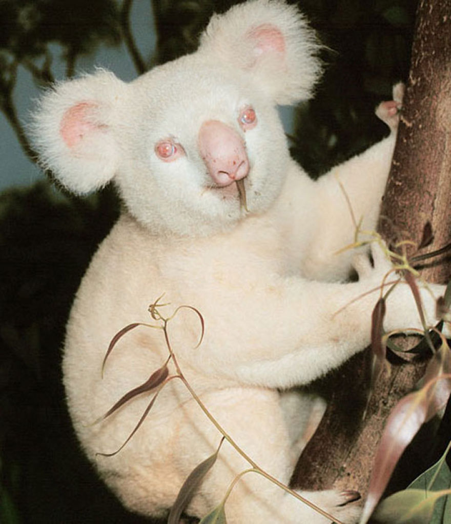 Albino Koala