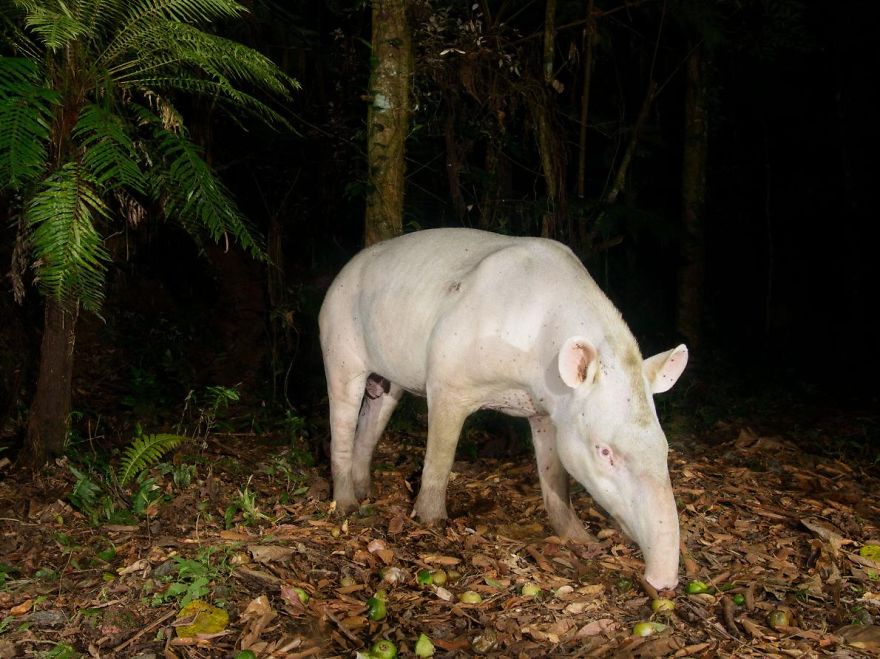 Albino Tapir