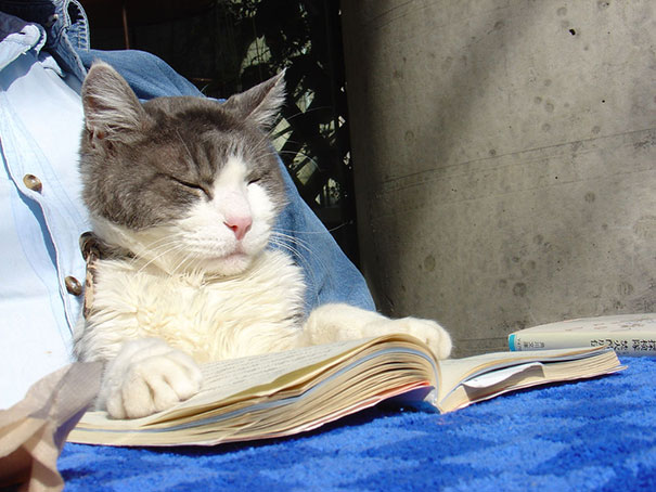 Cat Reading A Book In Tokyo