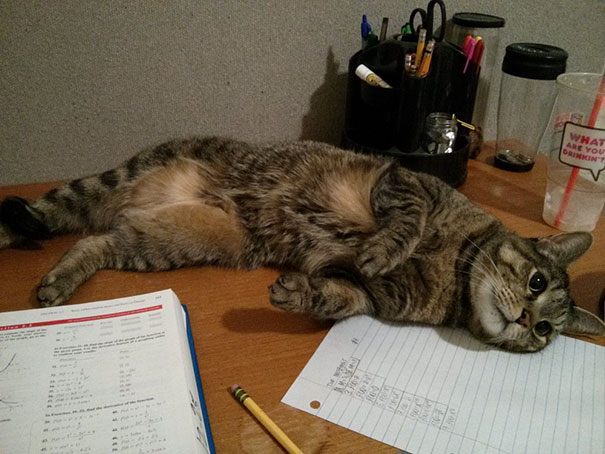My Cat Interrupting Calculus