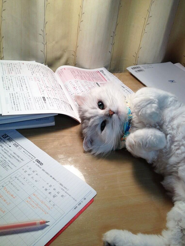 I Wonder If This Will Mesmerize My Professor As Well As It’s Mesmerizing Me